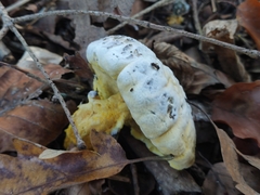 Hypomyces cervinigenus