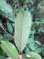 Turpinia formosana