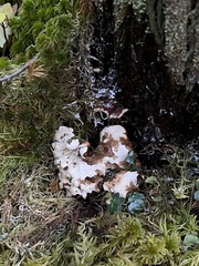 Heterobasidion annosum