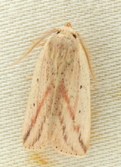 Amolita obliqua
