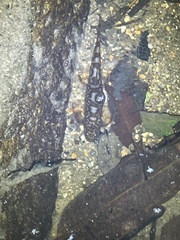 Liniparhomaloptera disparis