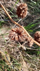 Glycyrrhiza echinata