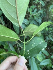 Turpinia formosana