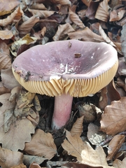 Russula olivacea