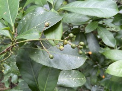 Turpinia formosana