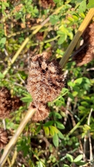 Glycyrrhiza echinata