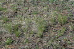 Festuca valesiaca