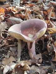 Russula olivacea