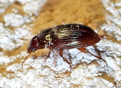 Harpalina