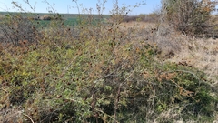 Glycyrrhiza echinata