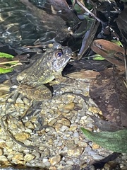 Quasipaa exilispinosa