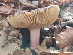 Russula olivacea