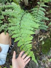 Microlepia krameri