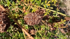 Glycyrrhiza echinata