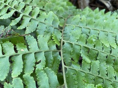 Microlepia krameri