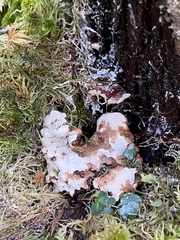 Heterobasidion annosum
