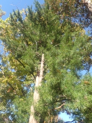 Sciadopitys verticillata