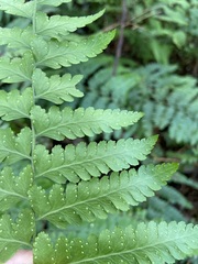 Microlepia krameri