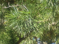 Sciadopitys verticillata