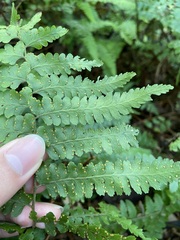 Microlepia krameri