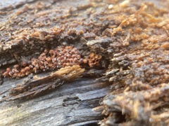 Metatrichia vesparium