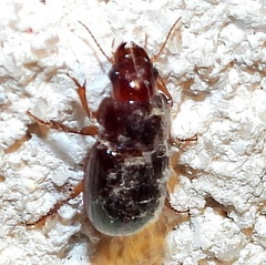 Harpalina