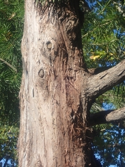 Sciadopitys verticillata