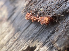Metatrichia vesparium