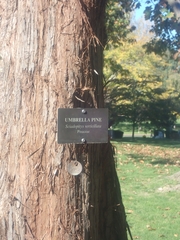 Sciadopitys verticillata