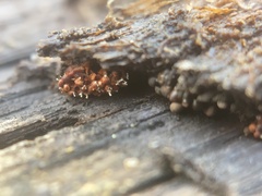 Metatrichia vesparium