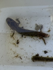 Caudata