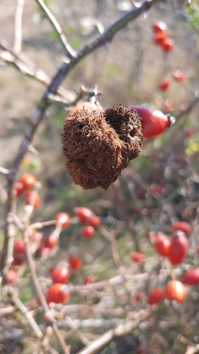 Mossy Rose Gall Wasp