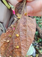 Celticecis aciculata