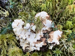 Heterobasidion annosum
