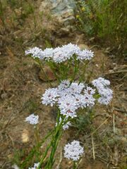Pseudoselago serrata