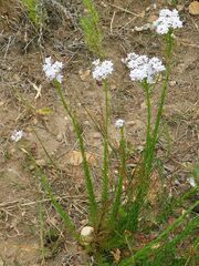Pseudoselago serrata