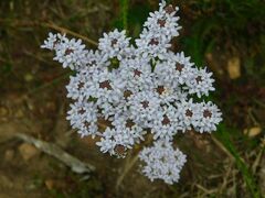 Pseudoselago serrata
