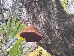 Inonotus