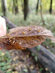 Celticecis aciculata