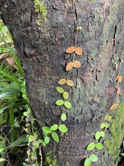 Trachelospermum jasminoides