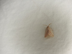 Amolita obliqua