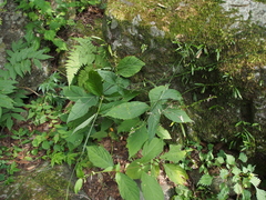 Phryma