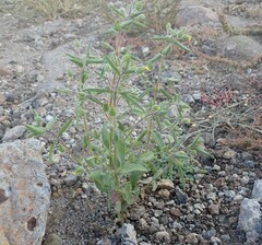 Mimetanthe pilosa