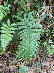 Microlepia hookeriana