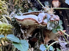 Heterobasidion annosum