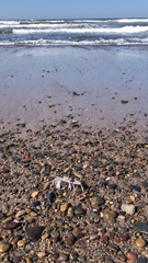 Ocypode occidentalis