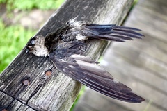 Aerodramus maximus lowi
