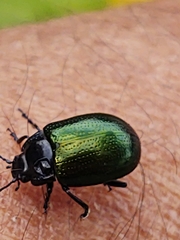 Chrysolina auripennis
