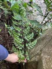 Asplenium pseudolaserpitiifolium