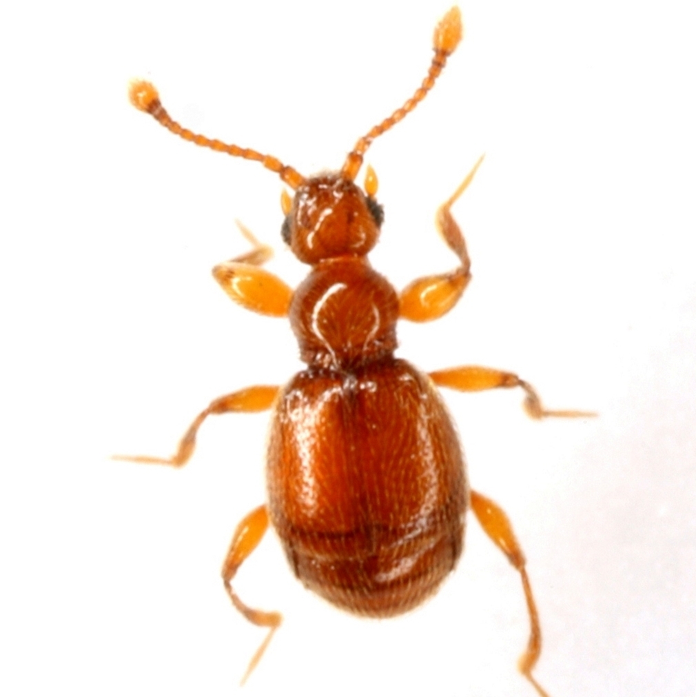 Eutrichites zonatus